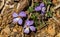 Bird Foot Violet â€“ Viola pedata