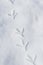 Bird Footprint background