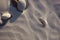 Bird Footprints on Sand with round Stones