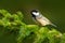 Bird in forest. Coal Tit, songbird sitting on beautiful lichen branch with clear dark background, animal in the nature habitat, Ge