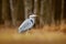 Bird in the forest lake. Heron in the water. Grey Heron, Ardea cinerea, bird sitting, green marsh grass, forest in the background,