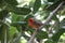 The bird Foudia Rubra also known as the Madagascar Weaver