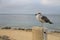 Bird in front of sea at Monterey Bay California