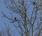 Bird on fruit tree with young bloom