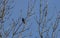 Bird on fruit tree with young bloom