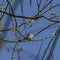 Bird on fruit tree with young bloom