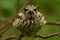 Bird Gaze of a Young Thrush on the surrounding wildlife