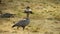 Bird geese.Growing and breeding farm geese. Gray geese walk graze .Raising poultry