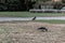 A bird getting fed at park - cold colors are dominant at this autumn shoot