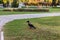 A bird getting fed at park - warm colors are dominant and object at middle