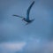 Bird getting ready to dive into water looking for some food