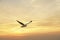 Bird gliding on cloud at sunset