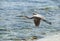 Bird Gliding Over Caribbean Sea