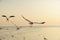 Bird gliding over the sea at sunset