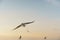 Bird gliding at sunset space for text