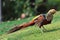 Bird Golden Pheasant in the park