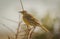 Bird golden pipit taken in Tsavo west national park Kenya Africa