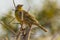 Bird golden pipit taken in Tsavo west national park Kenya Africa