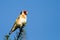 Bird - Goldfinch