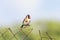 Bird goldfinch sitting on a metal fence