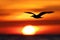 A bird gracefully soars through the sky in front of a vibrant and colorful sunset, A lone bird silhouette flying across the sunset