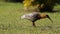 bird on grass Buff-necked Ibis