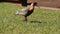 bird on grass Buff-necked Ibis