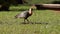 bird on grass Buff-necked Ibis