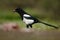 Bird in the grass. European Magpie or Common Magpie, Pica pica, black and white bird with long tail, in the nature habitat, clear