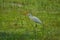 Bird on grass field village beauty