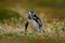 Bird in grass. Penguin in the nature. Magellanic penguin with lift up wing. Black and white in wildlife scene. Beautiful animnal f