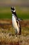 Bird in the grass. Penguin in the red evening grass, Magellanic penguin, Spheniscus magellanicus. Black and white penguin in the