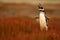 Bird in the grass. Penguin in the red evening grass, Magellanic penguin, Spheniscus magellanicus. Black and white penguin in the n