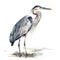 Bird_Great_Blue_Heron_Serene_Watercolor_Art10