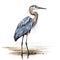 Bird_Great_Blue_Heron_Serene_Watercolor_Art4