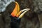 Bird,Great hornbill, Great indian hornbill