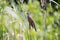 Bird great reed warbler Acrocephalus sits on bulrush, reed or cattail at sunny spring day in Europe