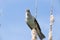 Bird great reed warbler Acrocephalus sits on bulrush, reed or cattail at sunny spring day in Europe