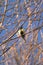 Bird Great tit Parus major sings in the treas