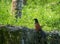 Bird greater coucal or crow pheasant - Centropus sinensis - in Sepilok, Sabah, Borneo in Malaysia