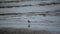Bird Greater sand plover in nature wild