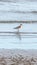 Bird (Greater sand plover) in nature wild