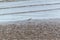 Bird (Greater sand plover) in nature wild