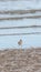 Bird (Greater sand plover) in nature wild