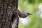 Bird on green background. Nuthatch sits on tree bark near the nest and look around. Sitta europaea at spring