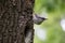 Bird on green background. Nuthatch sits on tree bark near the nest and look around. Sitta europaea at spring