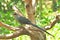 Bird (Green-billed Malkoha, Phaenicophaeus tristis