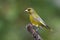 Bird - Green finch (Carduelis chloris)