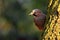 Bird in the green forest. Eurasian Jay, Garrulus glandarius, portrait of nice bird sitting on the tree trunk.. Bird with nut in th