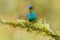 Bird in green moss, wet tropic forest. Red glossy shiny bird. Fiery-throated Hummingbird, Panterpe insignis, colorful bird sitting